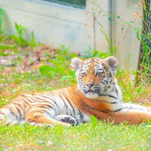Mila the female baby Amur Tiger