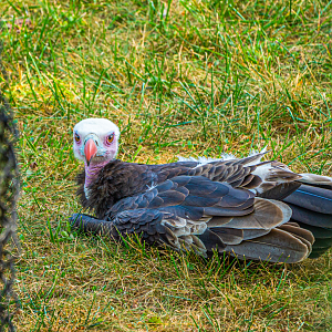 Lloyd the male White-headed Vulture