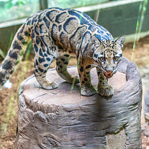 Pavarti the female Clouded Leopard