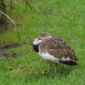 Little bustard (Tetrax tetrax)