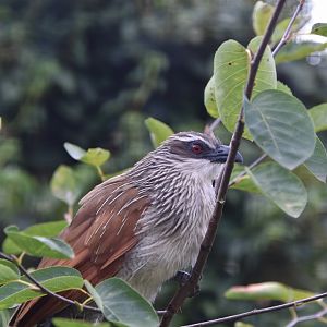 White-browed coucal (Centropus superciliosus)