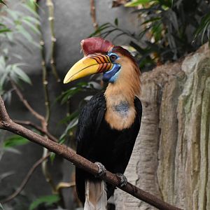 Sulawesi knobbed hornbill (Rhyticeros cassidix) male