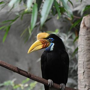 Sulawesi knobbed hornbill (Rhyticeros cassidix) female