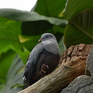 Spotted imperial-pigeon  (Ducula carola)