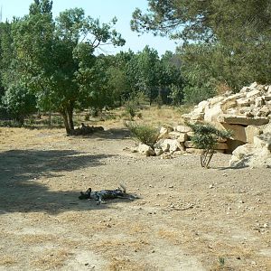 Réserve Africaine de Sigean - New carnivores territory - Hunting dogs enclosure