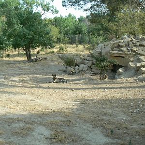 Réserve Africaine de Sigean - New carnivores territory - Hunting dogs enclosure
