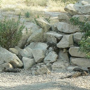 Réserve Africaine de Sigean - New carnivores territory - Part of the 11 hunting dog pups