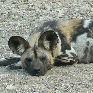 Réserve Africaine de Sigean - New carnivores territory - Hunting dog