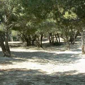 Réserve Africaine de Sigean - Pedestrian area - Cuvier's gazelles enclosure