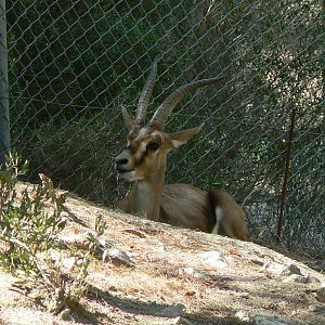 Réserve Africaine de Sigean - Cuvier's gazelle