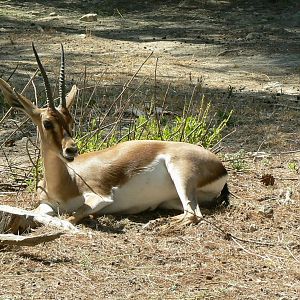 Réserve Africaine de Sigean - Cuvier's gazelle