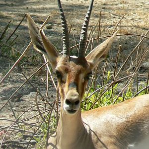 Réserve Africaine de Sigean - Cuvier's gazelle