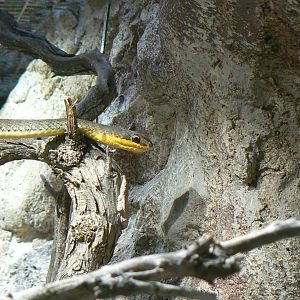 Réserve Africaine de Sigean - Striped sand snake