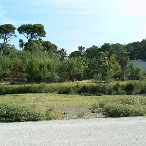 Réserve Africaine de Sigean - Safari drive through - Lar gibbons island