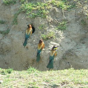 Réserve Africaine de Sigean - Safari drive through - Wild european bee eaters