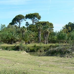 Réserve Africaine de Sigean - Safari drive through - Lar gibbons island