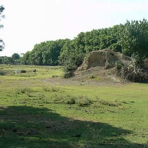 Réserve Africaine de Sigean - Safari drive through - Wild european bee eaters mount