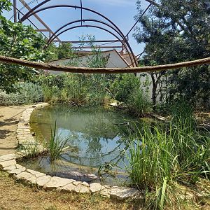 Réserve Africaine de Sigean - Mixed aviary for american alligators and squirrel monkeys