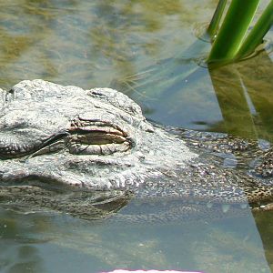 Réserve Africaine de Sigean - American alligator