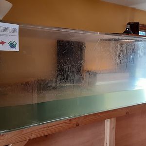 West African Crocodile exhibit