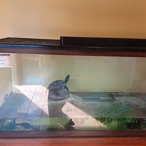 Reeve's Turtle exhibit