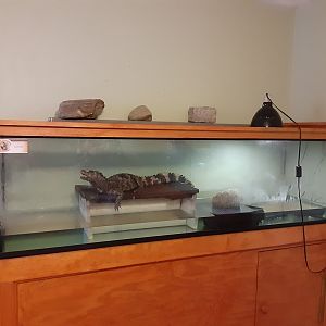 Smooth-fronted Caiman exhibit