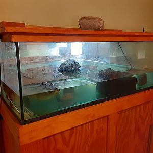 Morelet's Crocodile exhibit