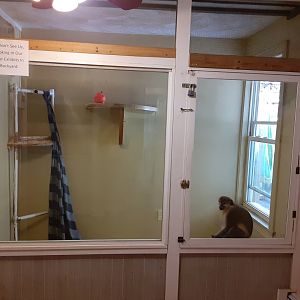 "Vervet" monkey exhibit