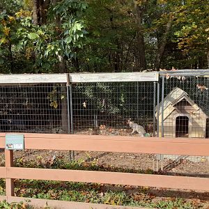 Siberian Lynx exhibit