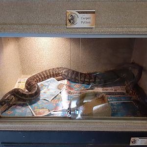 Inland Carpet Python exhibit
