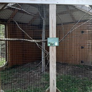 Great-horned Owl exhibit