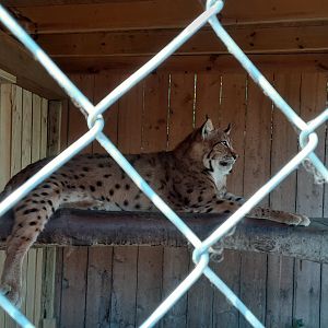 Carpathian Lynx