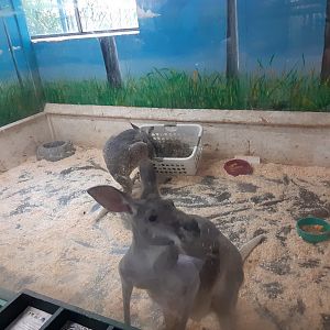 Red Kangaroo exhibit