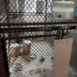 African Crested Porcupine exhibit