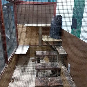 North American Porcupine exhibit