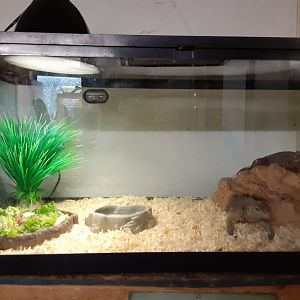 Unknown Iguana species