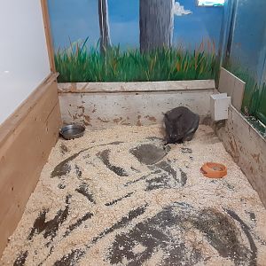 Bennett's Wallaby exhibit