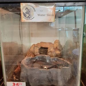 Water Skink exhibit