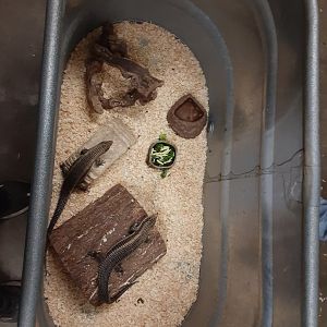 Sudanese Plated Lizard exhibit
