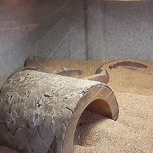 Indian Sand Boa