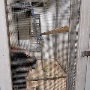 Red-ruffed Lemur exhibit