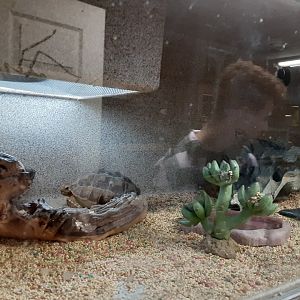 Mixed Reptile Exhibit