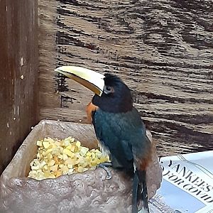 Ivory-billed Aracari