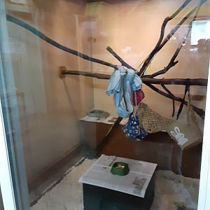 "African Bushbaby" Exhibit