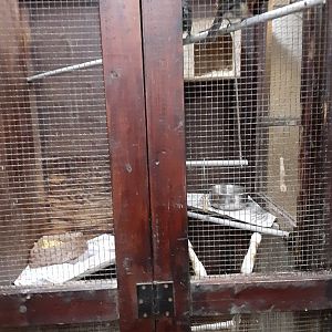 Ivory-billed Aracari Exhibit