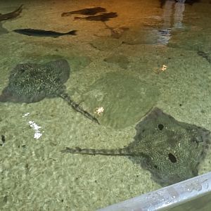 Thornback Rays and Turbot