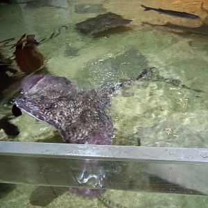 Thornback Ray
