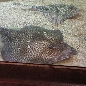 Thornback Rays