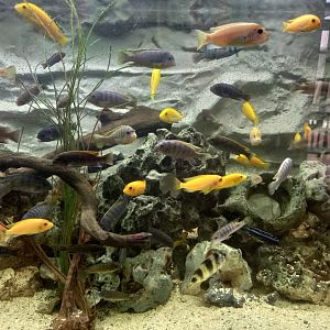 Lake Malawi Cichlids