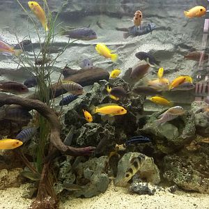 Lake Malawi Cichlids